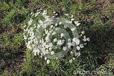 Kamillen auf einer wilden Wiese Stock Photo